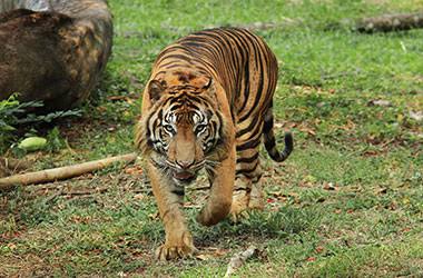Pekerja di Siak Diserang Harimau, Selamat Berkat Tindakan Cepat Rekan Kerja