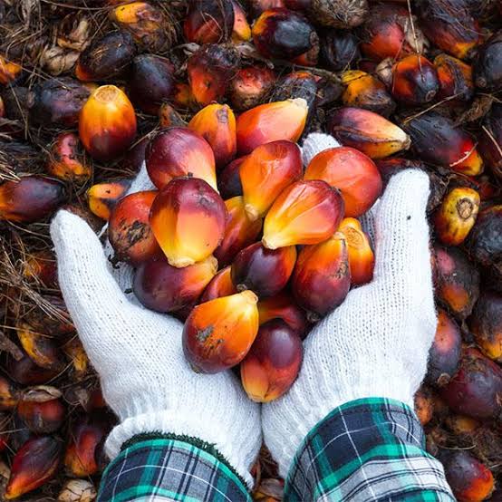 Kelapa Sawit Mitra Plasma di Riau Dihargai Rp3.093 per Kg