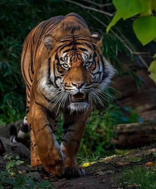 Seorang Karyawan Pekerja Kebun Sawit PT SAS Diterkam Harimau Sumatra Hingga Tewas